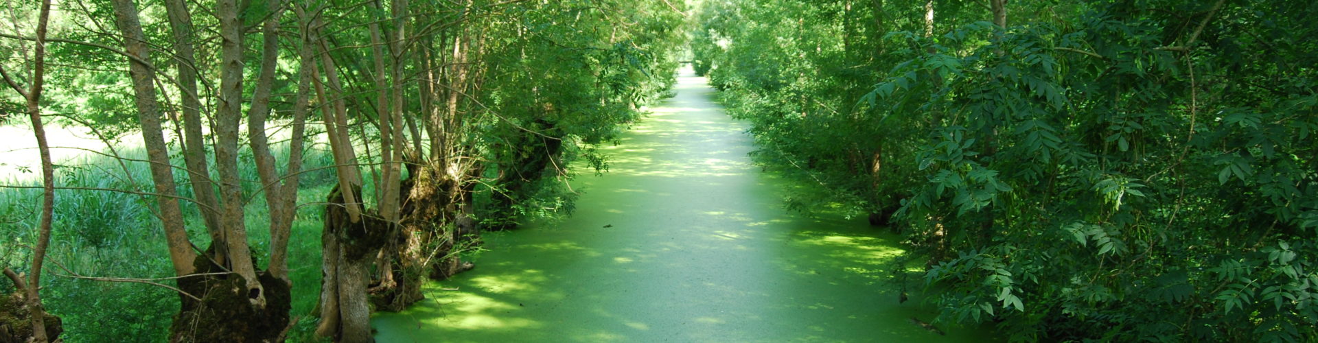 Marais poitevin, Deux Sèvres.